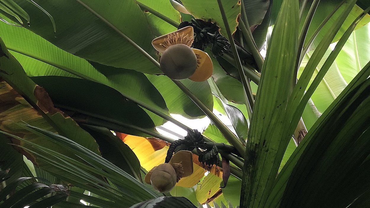 Eine Bananenpalme im Balinesischen Garten