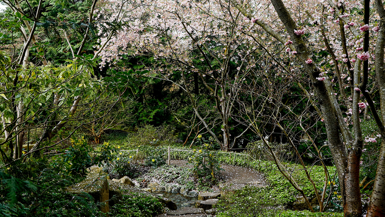 Der Japanische Garten mit Kirschblüten