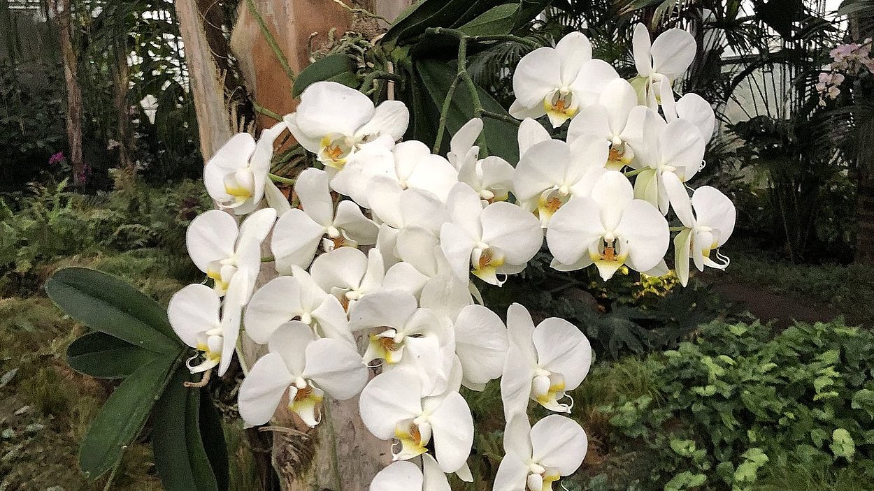 Orchideen im Balinesischen Garten